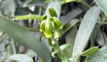 Hướng dẫn trồng lan Vanilla Tahitensis: Bí quyết và kinh nghiệm từ chuyên gia
